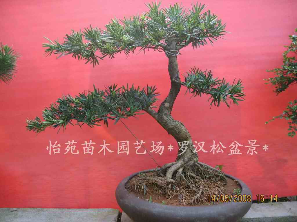 红豆杉,榆树,罗汉松.造型优美