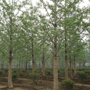 咏春银杏苗圃场:如何培养银杏行道树