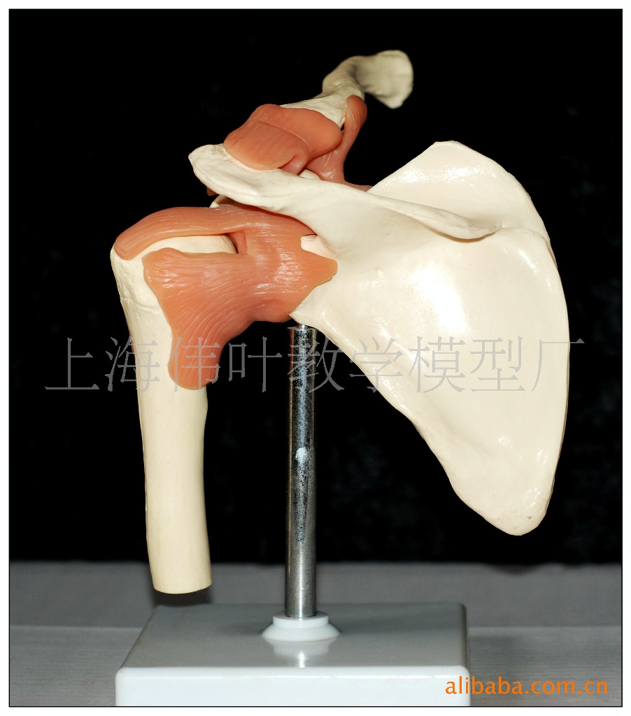 【供应腰椎带骶骨尾骨椎间盘模型(医学、教学