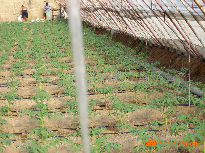【最新大棚蔬菜微喷灌系统的使用与管理 兴农