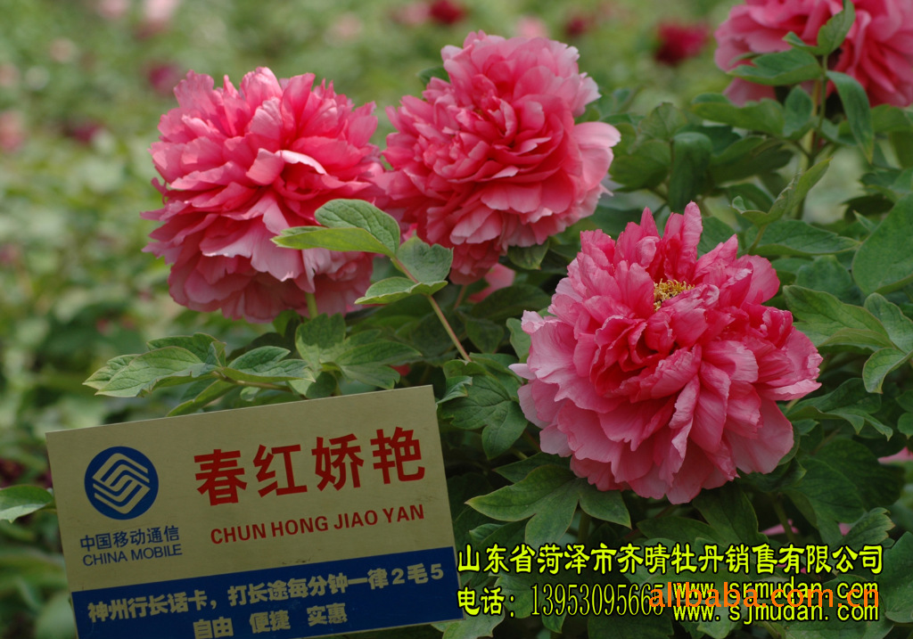 菏泽齐晴牡丹供应各种品种牡丹 花王 红福 向阳