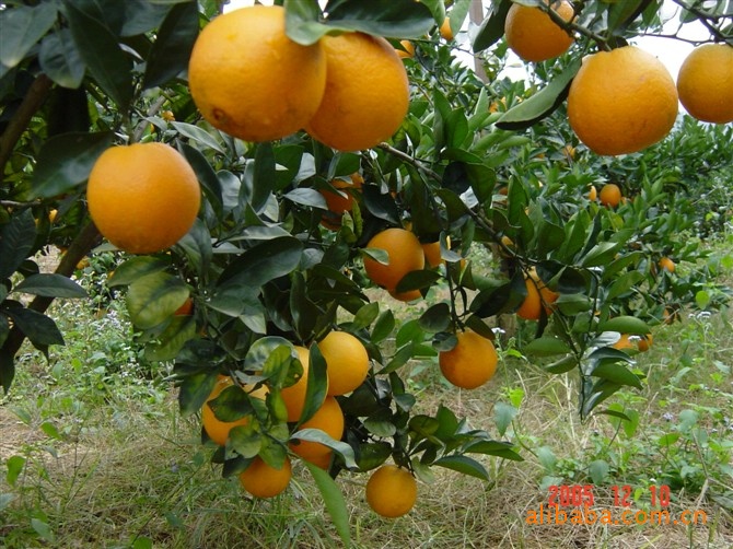 【柑橘批发--优质品质产自中国冰糖橙之乡麻