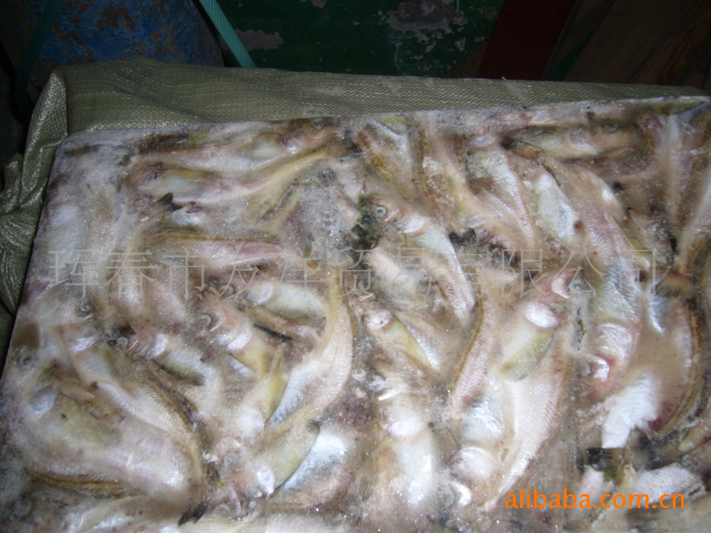 朝鲜产地直送银条鱼,籽鱼(母)
