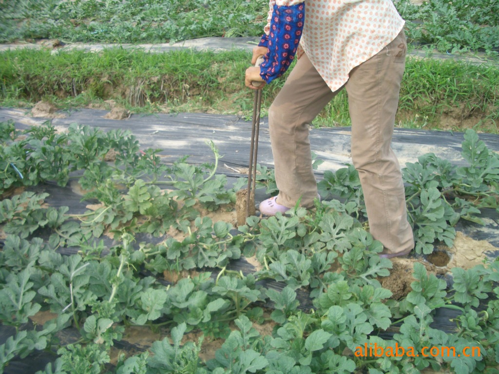 绿色瓜果蔬菜种植合作、农业基地技术合作图片