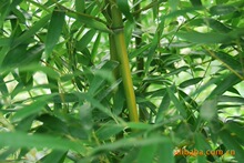 供应各种竹子 绿竹价格 青州绿竹基地——青州桂竹园艺