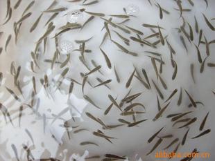 供应山东东营渤海湾优质高产野生海水鲈鱼苗.无病害，生长快。