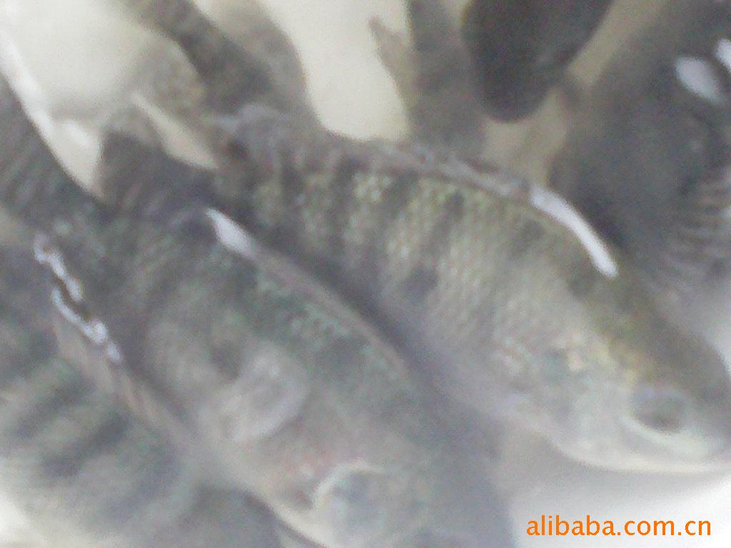 【非洲白鲳、鱼苗鲫鱼、越冬雄性、淡水罗非鱼一顿吃一盒午餐肉图片