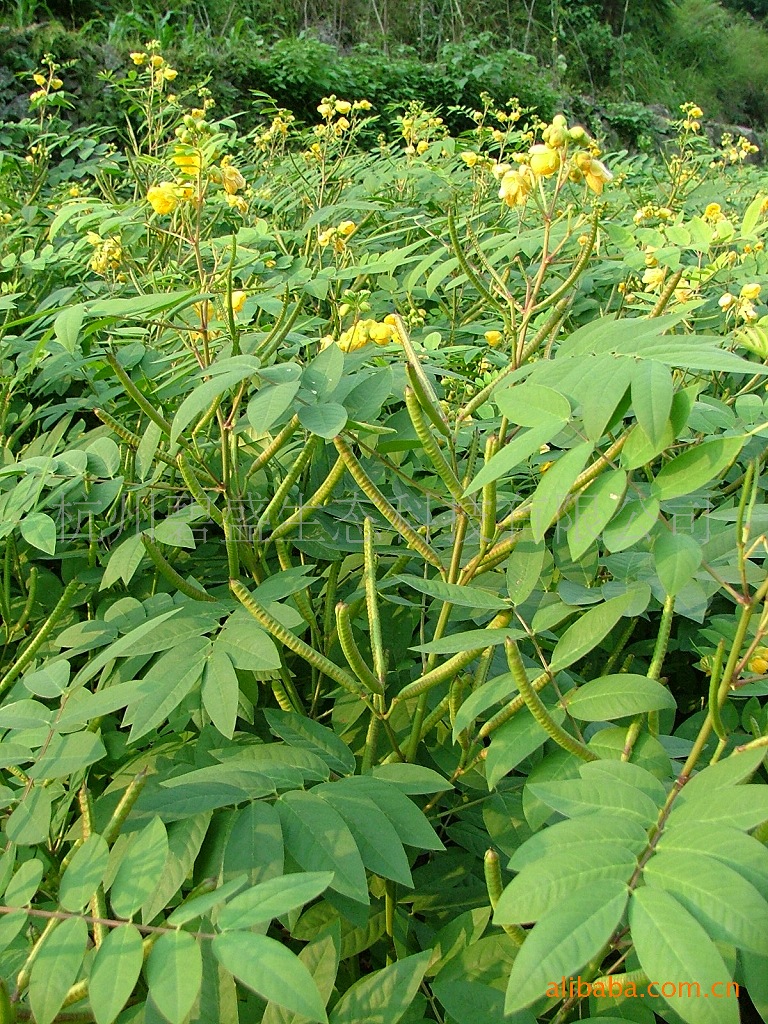 大量批发黄花决明种子/黄花决明种子