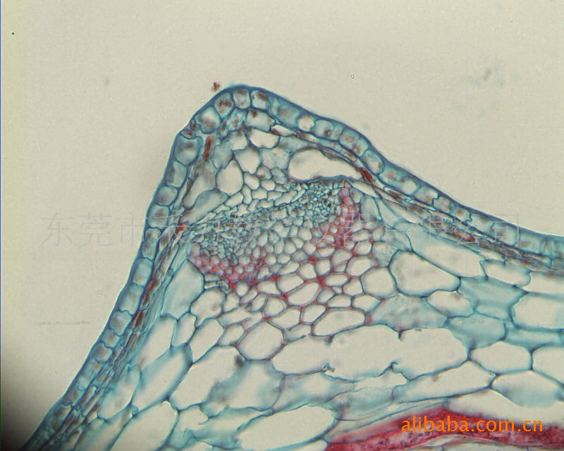 植物学类组织切片 专用于教学