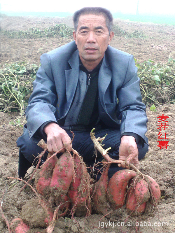 【2012年亩产超万斤的世秀一号红薯苗开始预
