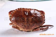 【英国海螃蟹】英国海螃蟹价格\/图片_英国海螃