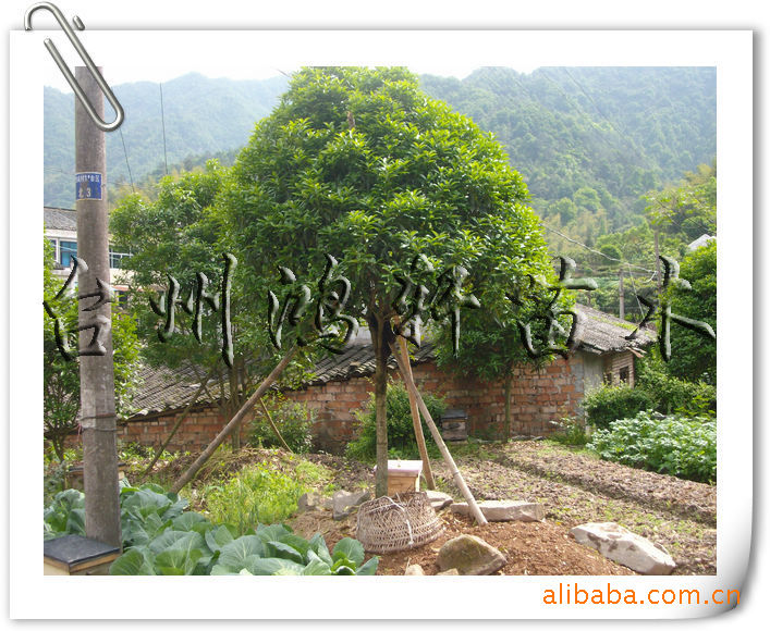 购放心丹桂桂花树到鸿轩苗木场