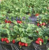 草莓苗 极晶 水果皇后 抗病、丰产、稳产 草莓 5棵起售