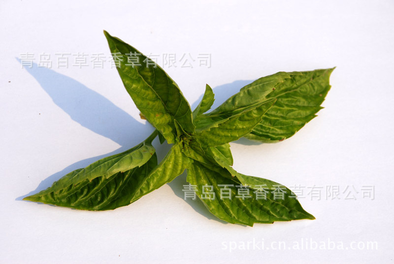经过在香草行业超过8年的运作,公司已拥有比较完善的生产和销售网络.