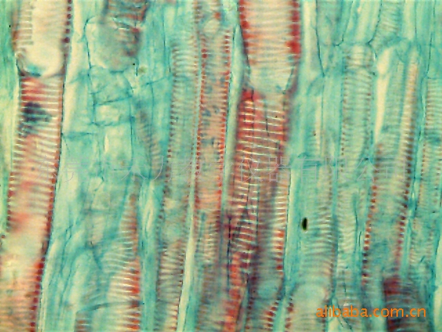 植物组织切片 南瓜茎纵切示导管类型 量大优惠 用于教学