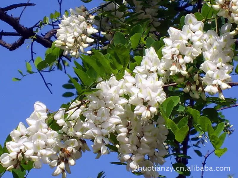 新采苗木树种 行道绿化 刺槐种子 洋槐树种子 白花