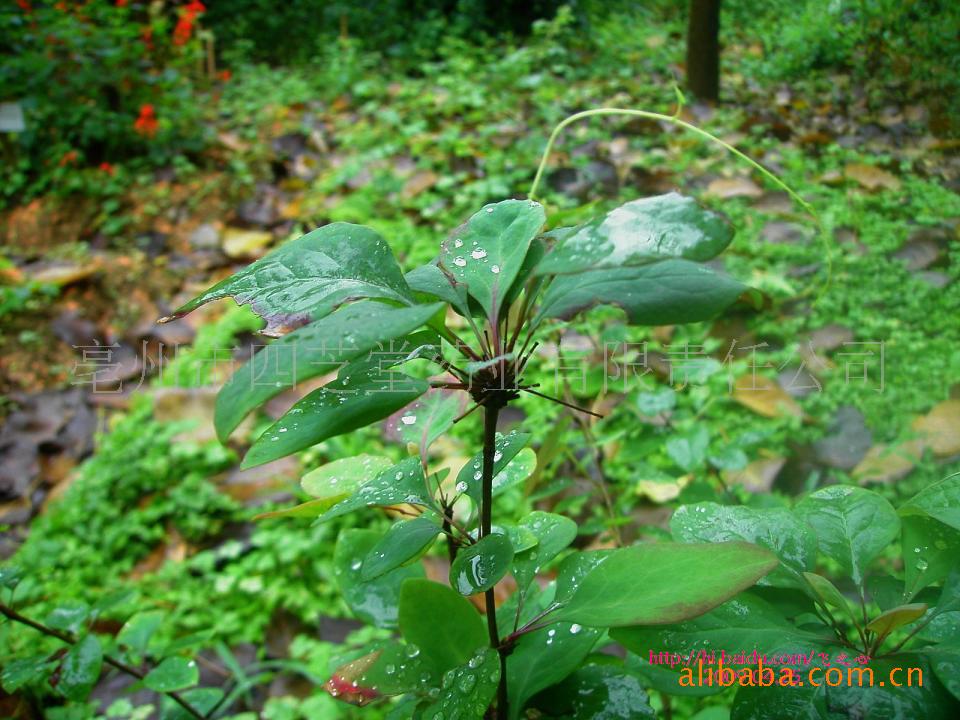 批发供应中药材 三棵针 中药材植物原药材