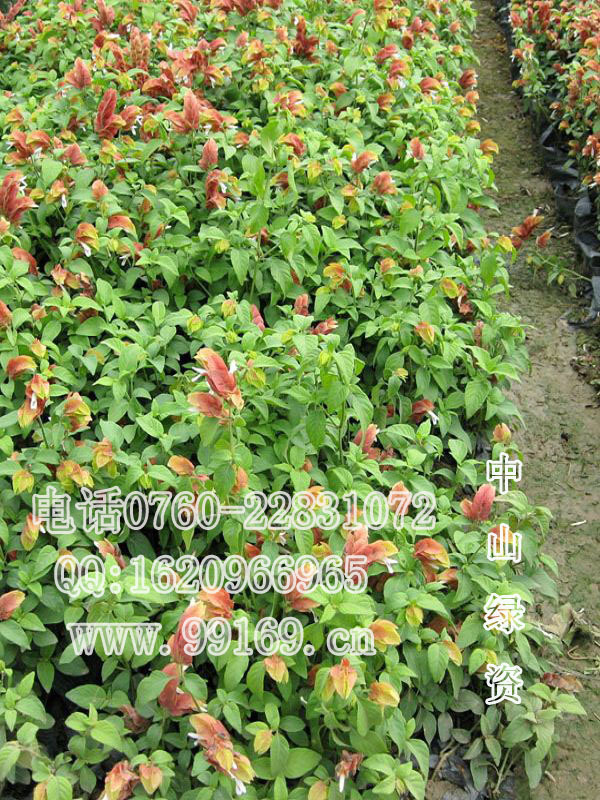 供应 红虾花(虾衣花)常绿灌木地被 时花四季花卉 大量