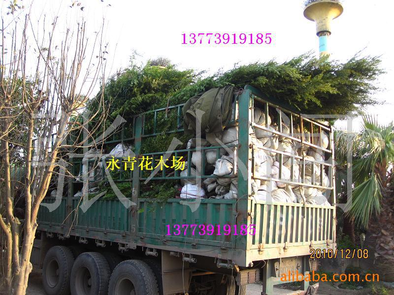 2012年现货出售大规格紫薇、6公分紫薇树、大