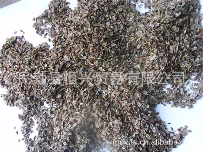 药茴香,又名千里香.本公司常年销售,质量优.