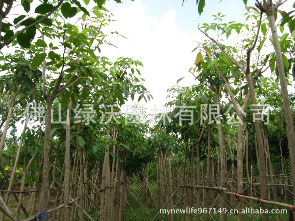 【供应袋苗8~15公分洋红风铃木】