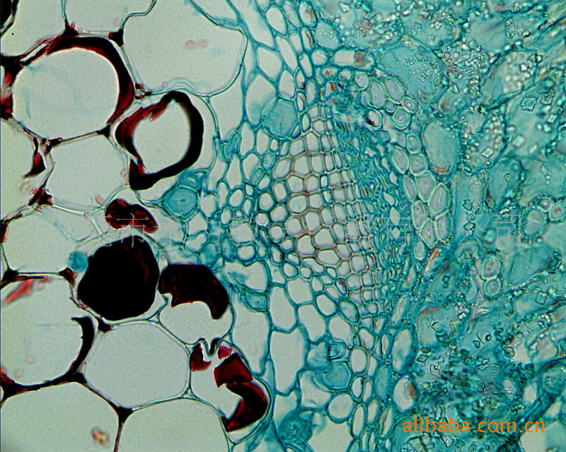 南瓜茎纵切示导管类型