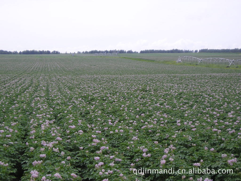 【供应优良内蒙海拉尔基地繁育荷兰土豆种--荷