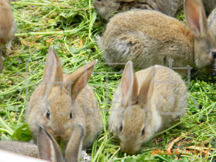 【买野兔 野兔价格 特种野兔兔种,兔苗肉用野兔