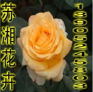 丰花月季/北京红帽、大花月季/黄帽子花卉多肉植物批