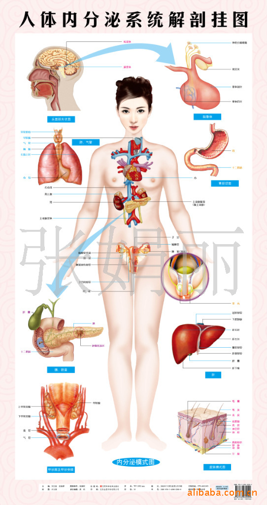 西医解剖,脑垂体解剖,胰脏解剖,肝脏人体内分泌系统解剖挂图