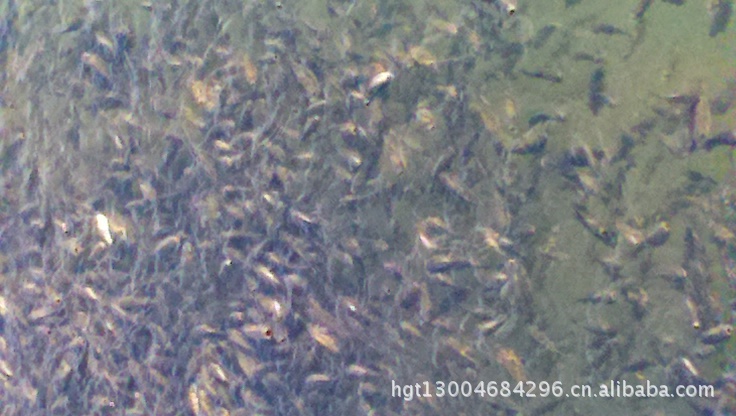 【红食谱苗价格鱼苗、淡水罗非鱼鲳鱼】雄性9~14岁白鲳图片