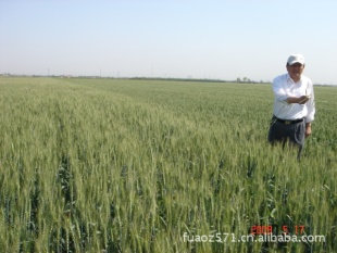 审定的小麦_专供河北省最新审定的小麦高产品
