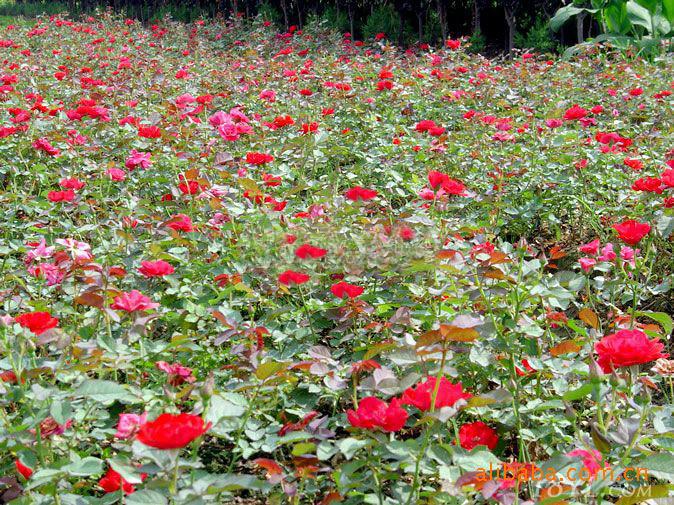 蔷薇花帽子怎么搭_蔷薇花怎么画(3)