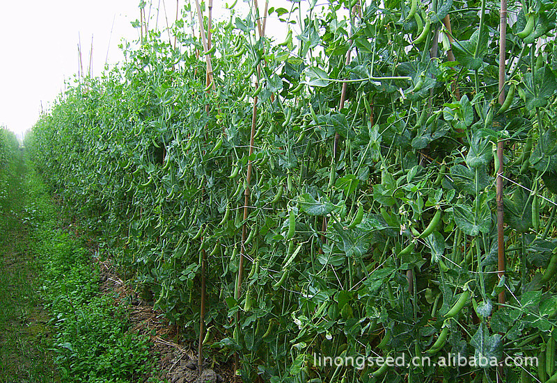 蔬菜种子 豌豆种子 甜豌豆 万瑞奇珍76 (大包装)