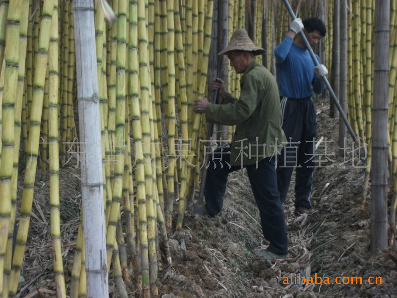 供应无公害农产品 甘蔗种 甘蔗 果蔗(图 一级甘蔗