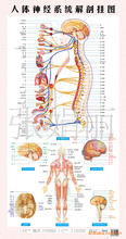 脊柱神经对应脏器,全身神经分布,大脑神经人体神经系统解剖挂图