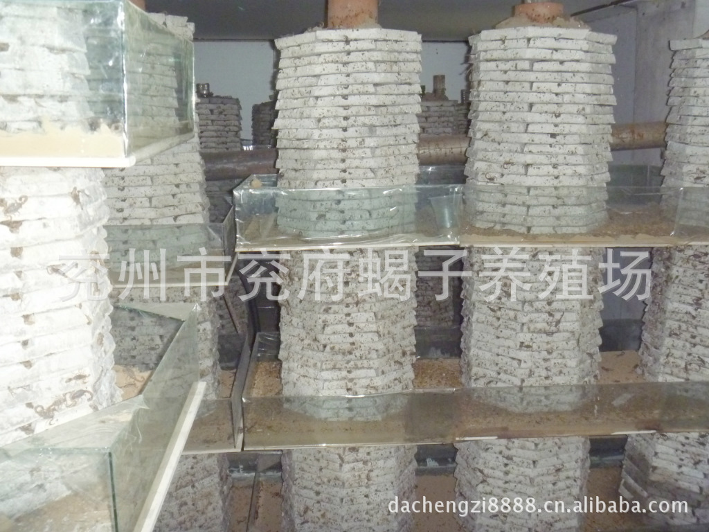 兖府蝎子养殖场,种蝎出售,技术学习回收,塔式恒温养殖,实景