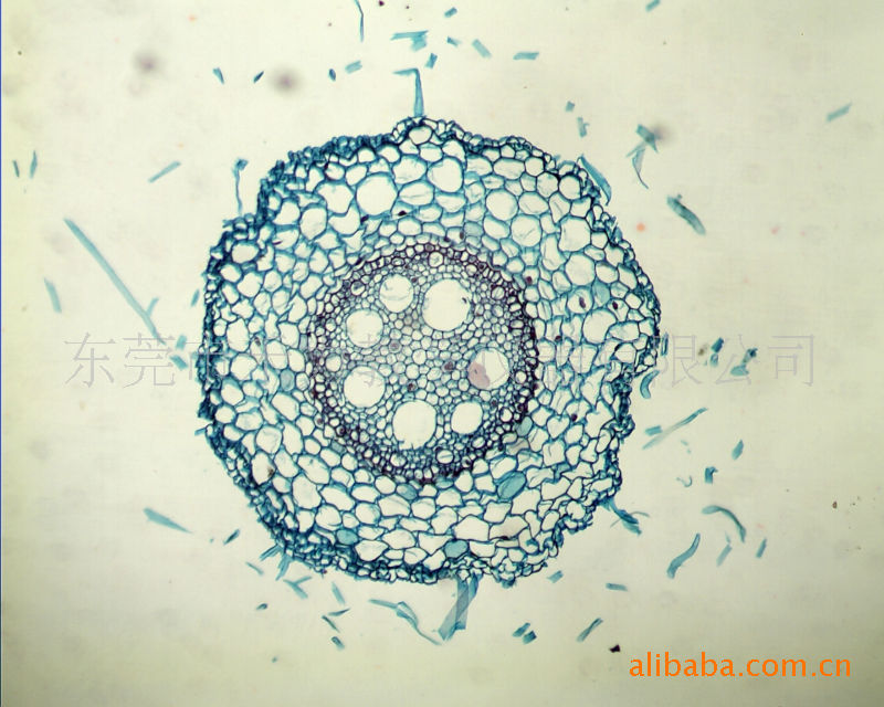 植物组织教学用切片--南瓜茎横切结构典型,染色鲜明