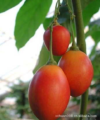生态分类: 木本植物 > 落叶灌木类    观赏分类: 观果类