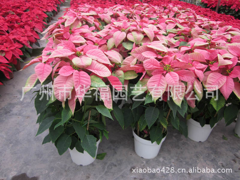 低价供应优质观赏植物一品红(粉色)9寸盆 广州华福园花卉盆栽