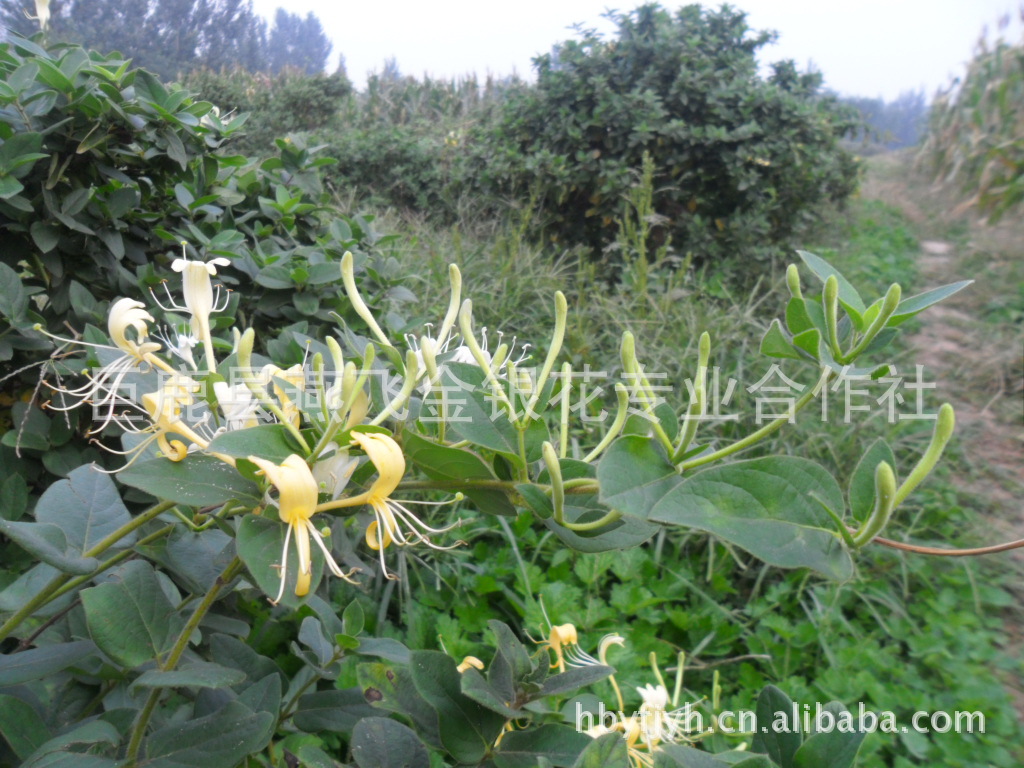 出售【巨花一号】金银花苗木枝条金银花盆景 金银花茶