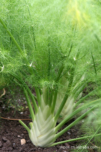 fennel sweet essential oil 甜茴香进口精油批发