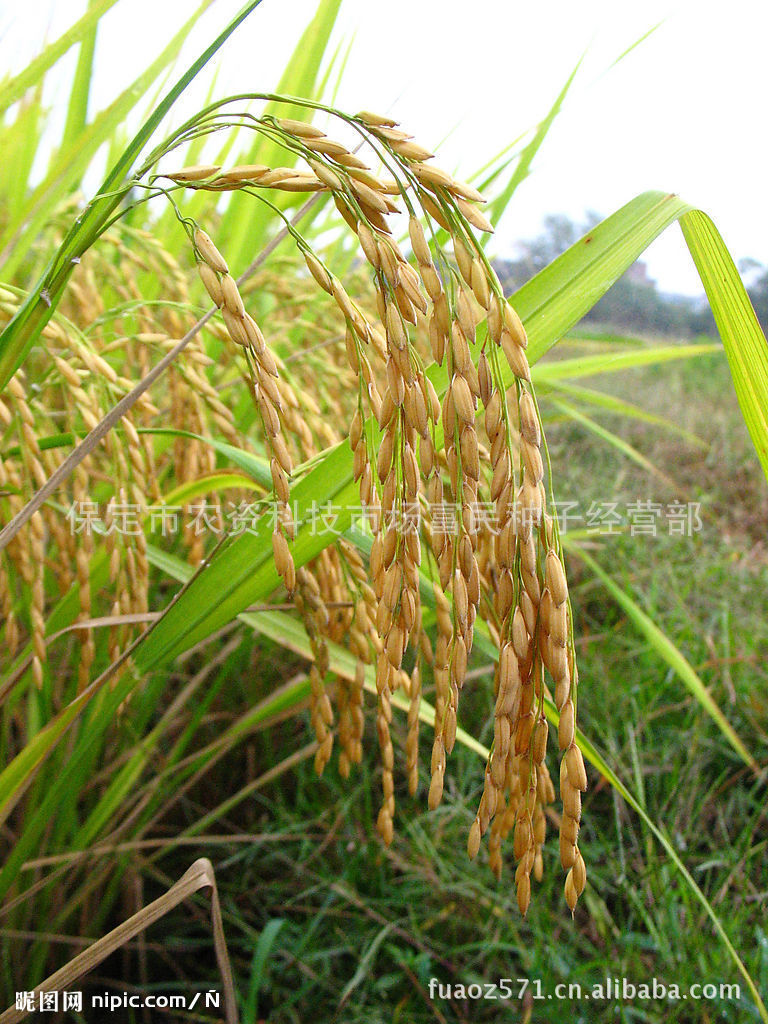 旱稻高产栽培技术