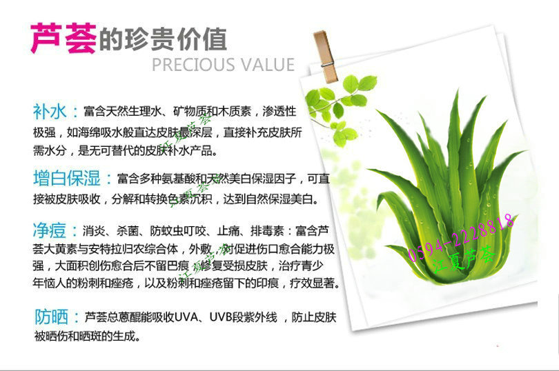 【优质新鲜库拉索芦荟叶 天然绿色可直接食用