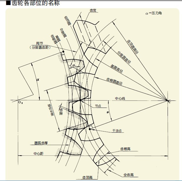 全齿高 h—齿顶圆与齿根圆之间的径向距离 齿宽 b—轮齿沿轴向的