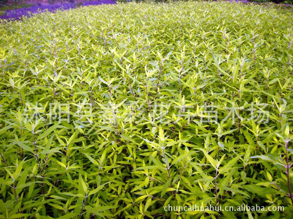 双铜锤,双肾草,桑肾子
