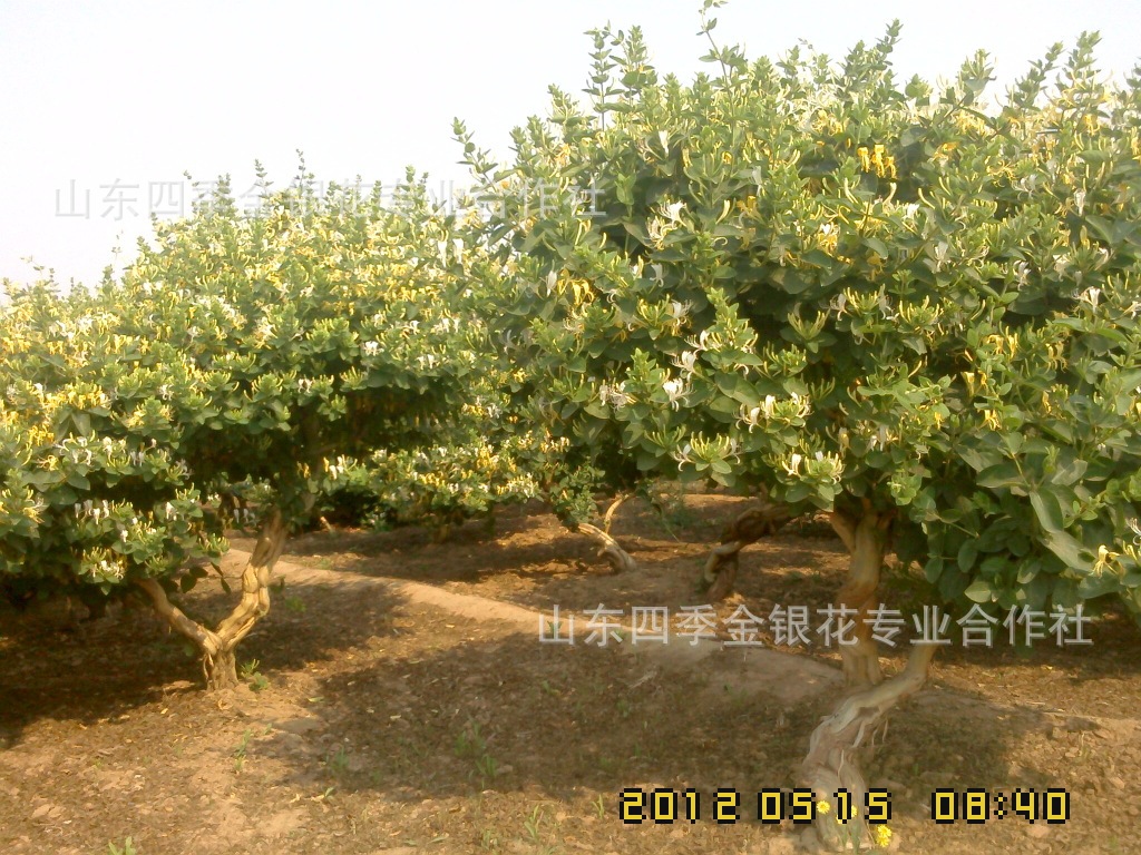 平邑树形四季金银花树,金银花盆景,红色金银花