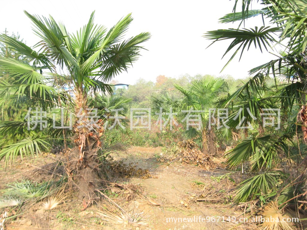 大量供应优质棕榈树-野生耐寒棕树,净杆高2米胸径粗17-20cm