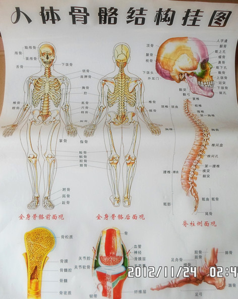 人体骨骼结构图 挂图穴位图