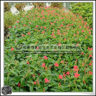 常绿小灌木 大花芦莉 绿化花卉
